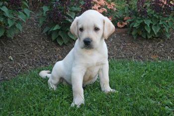 Puppies in PA
